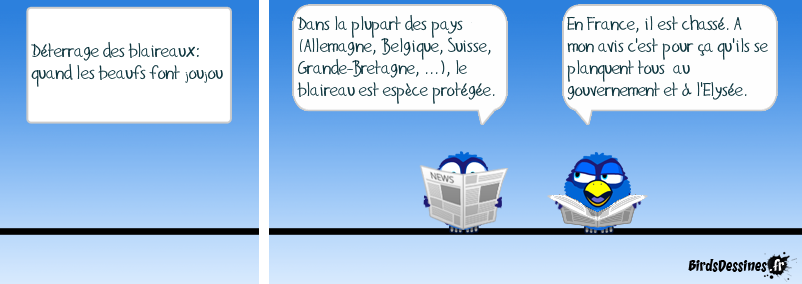 Vous avez dit blaireau