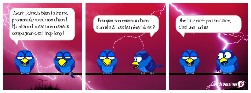 🤣 Promenade animalière 🐶🐢