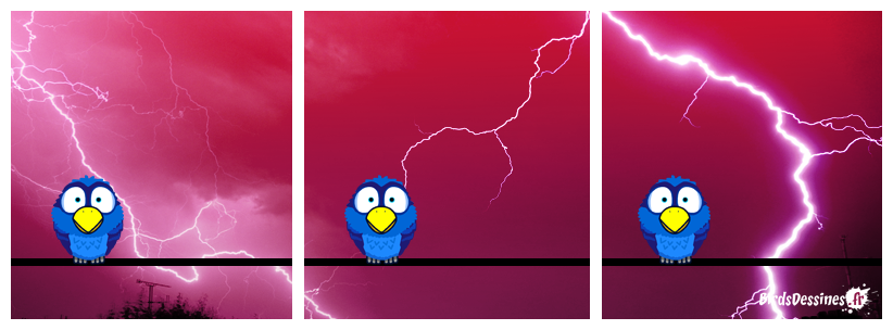 Le Bird empaillé se déchaîne