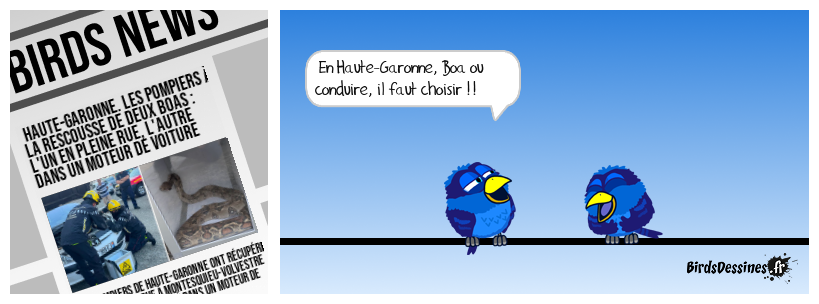 Boa ou conduire, il faut choisir !